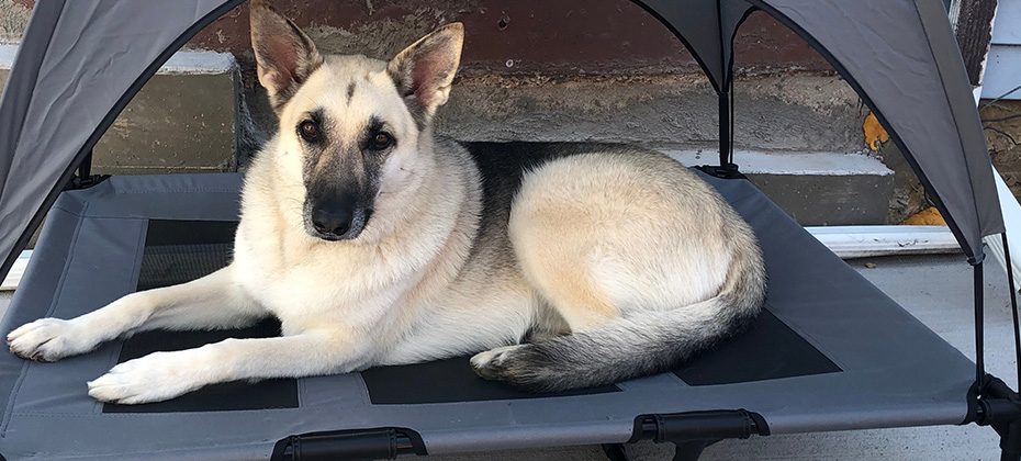 German Shepherd on covered dog bed