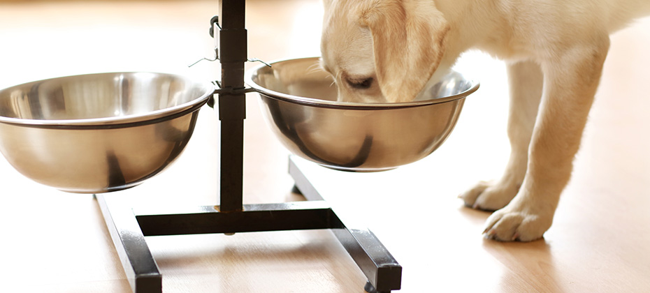 Golden Labrador dog eating from bowl indoors