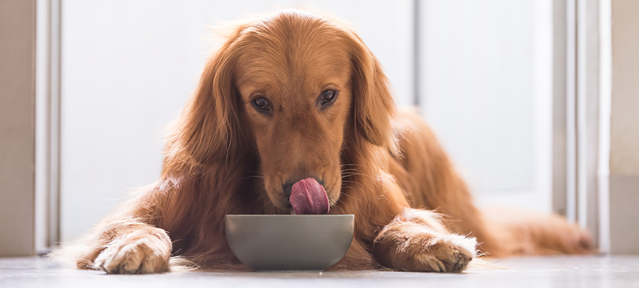 Golden Retriever eating food out of bowl