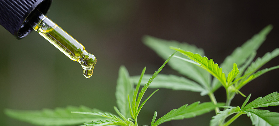 Hand holding Pipette with cannabis oil against Cannabis plant