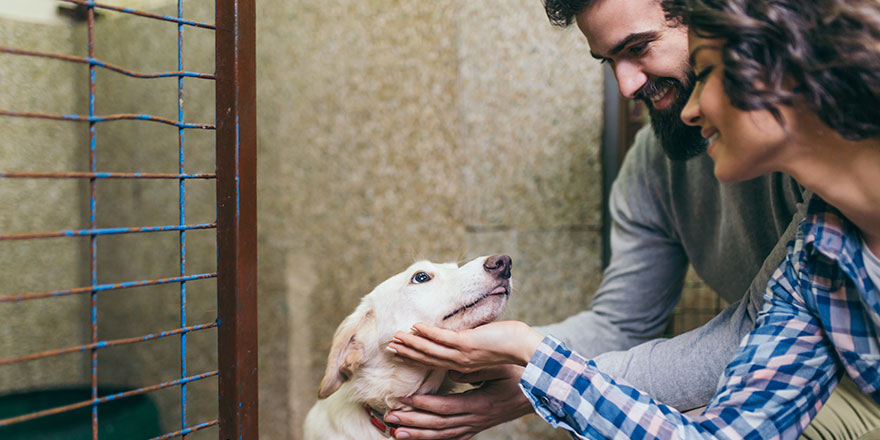 Happy young couple at dog shelter adopting a dog