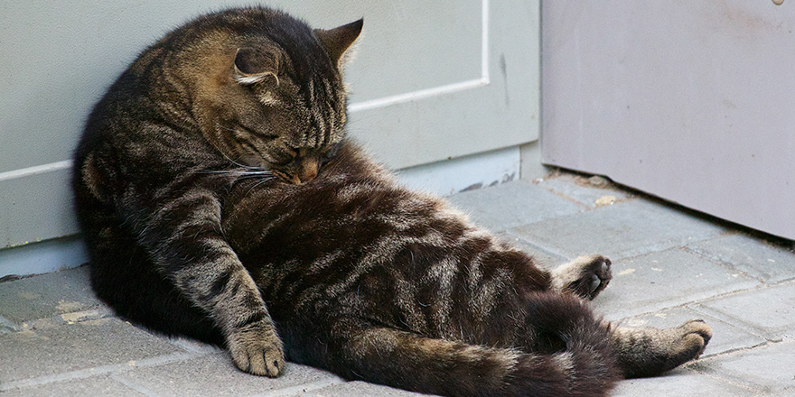 Humours photo of lazy cat. Cat sleeping in the street