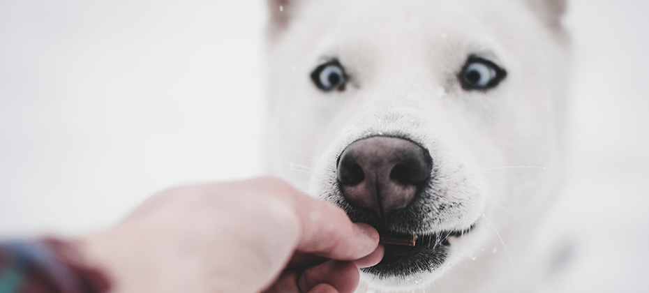 Husky dog eating a treat