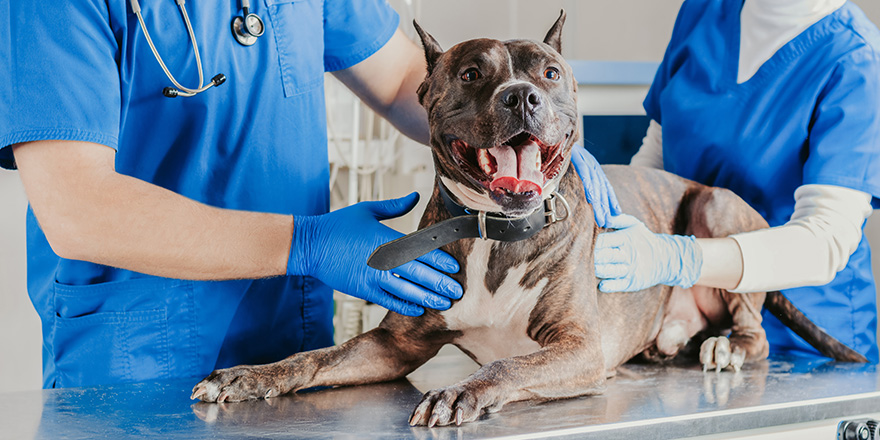 Image of a bulldog being examined at the clinic.