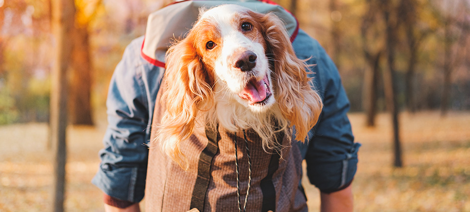 Joyful cocker spinel sits in a backpack on his owner's back and looks at the camera