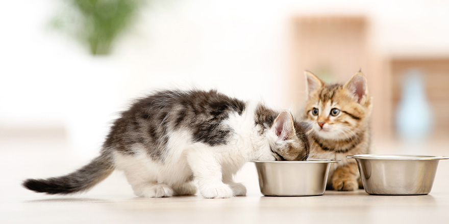 Kittens eating from feeding bowl on the floor