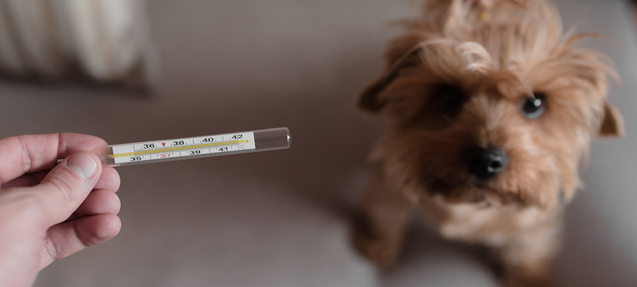 Male measuring temperature of his dog patient. 