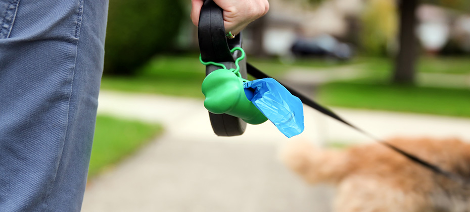 Man Picking up / cleaning up dog droppings