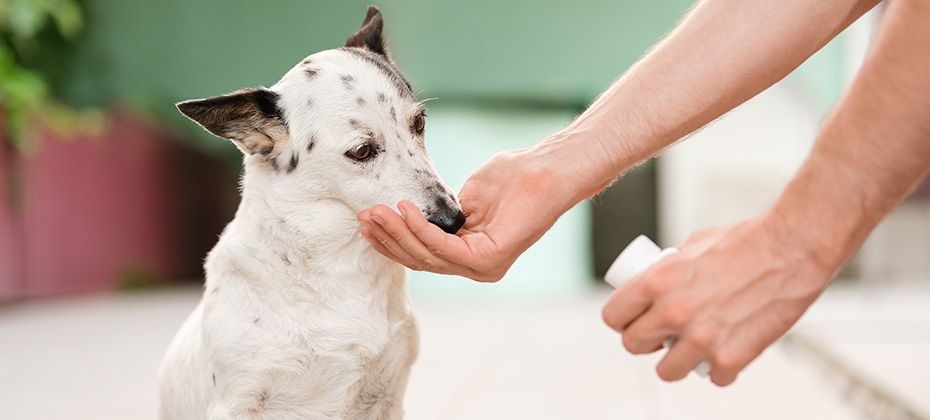Man's hand giving cute small black and white dog medicine, pills for arthritis.