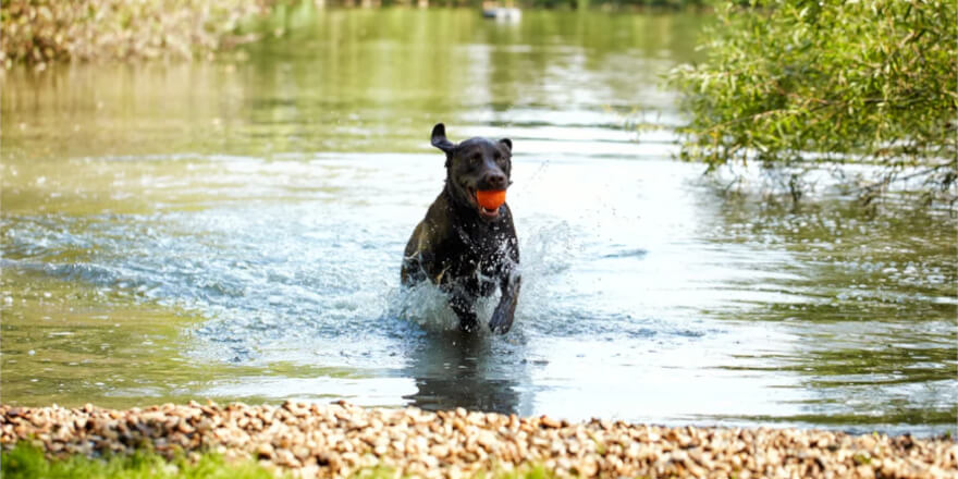 The black dog is getting out of a lake with an orange ball in her mouth.