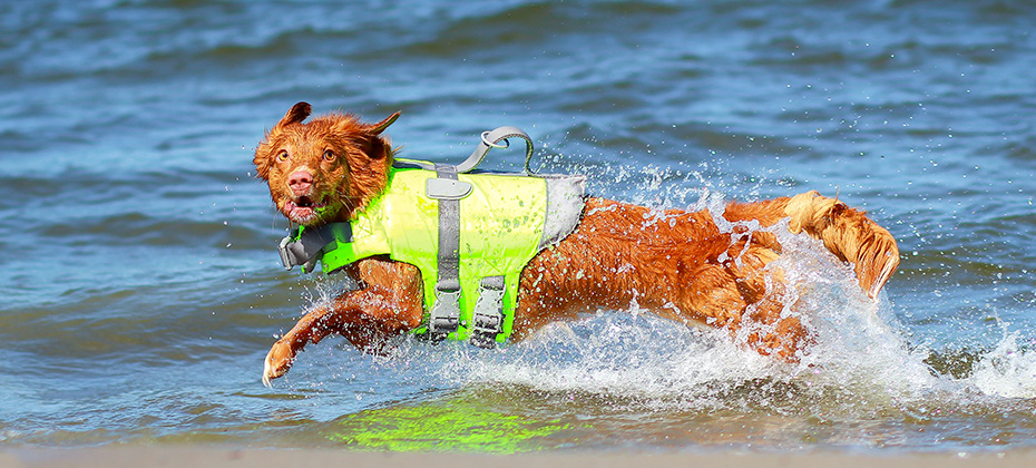 Nova scotia duck tolling retriever running in the water in a life jacket