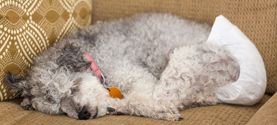 Old yorkshire terrier poodle mix dog asleep on couch and wearing a doggy diaper for incontinence