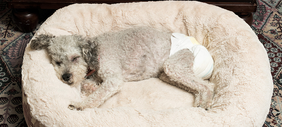 Old yorkshire terrier poodle mix dog asleep on her bed and wearing a doggy diaper for incontinence