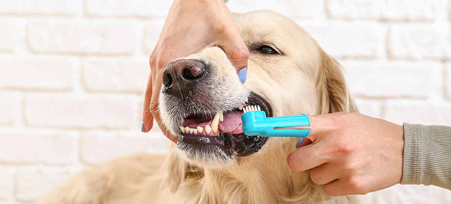 Owner brushing teeth of cute dog at home