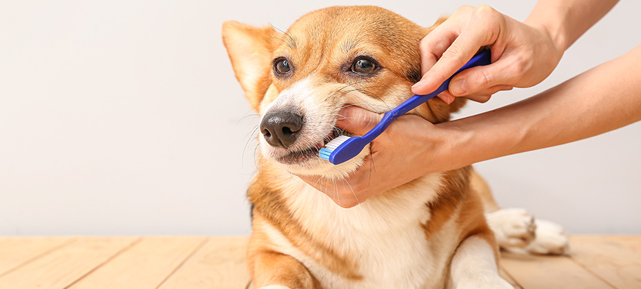 Owner brushing teeth of cute dog on light background