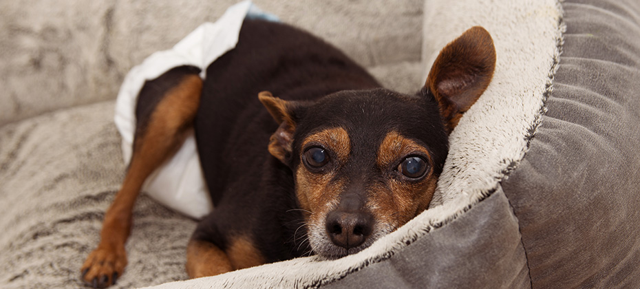 PORTRAIT SENIOR OLD DOG WITH CATARACT AND WEARING DIAPER RESTING INTERIOR ROOM