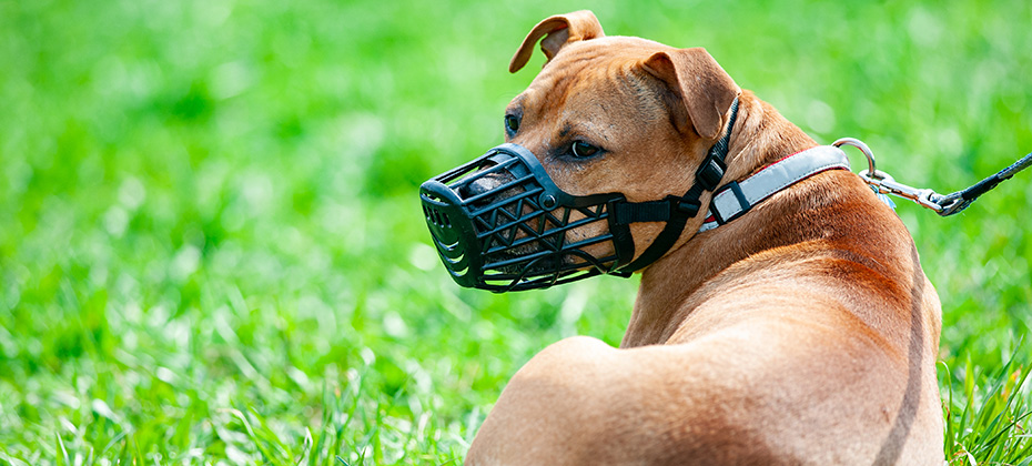 Pitbull terrier in muzzle on a leash