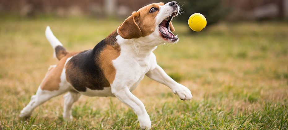 Playing fetch with cute beagle dog