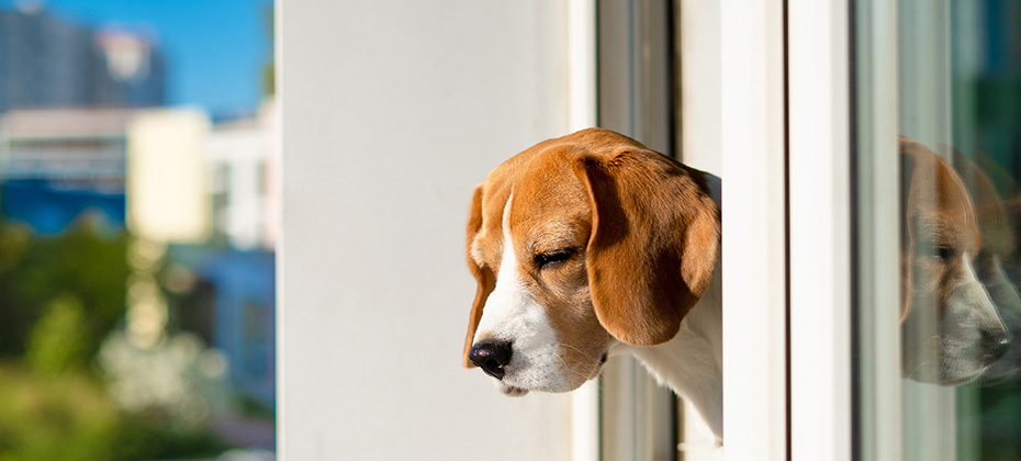 Portrait of beagle dog looking out the window