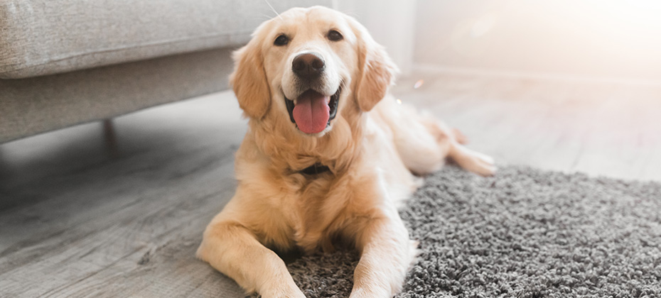 Portrait of happy healthy dog lying on gray rug floor carpet indoors in living room at home