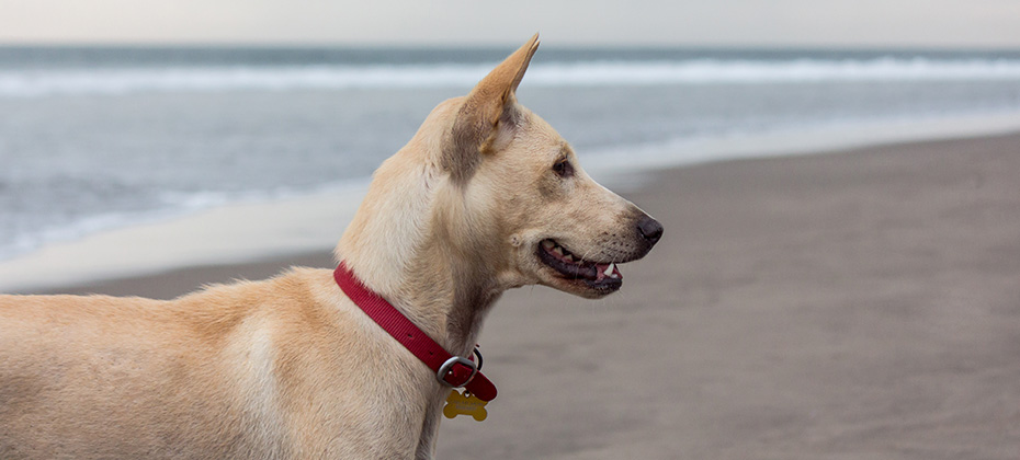 Profile of a dog on the beach