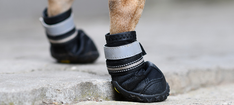 Protective dog shoes to cover injured paw while walking or to protect paw from hot street