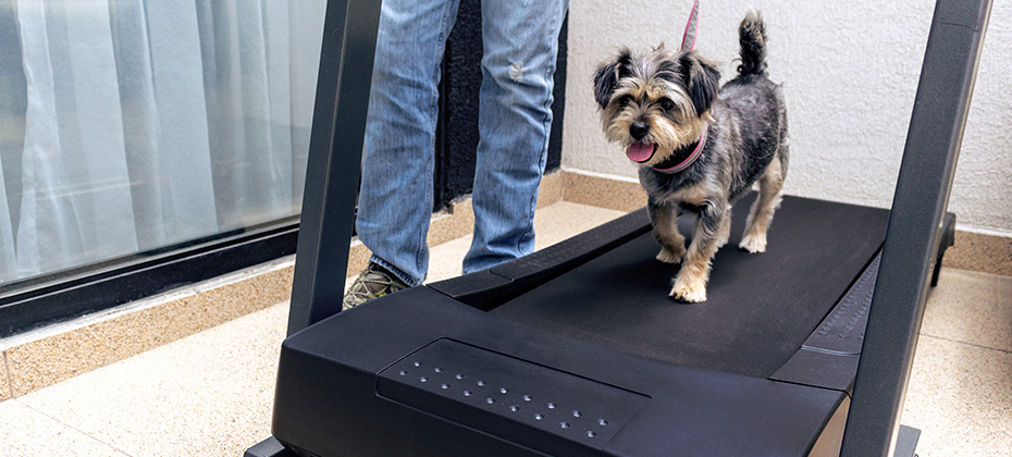 Puppy exercises on a treadmill walked by his dog indoors due to quarantine