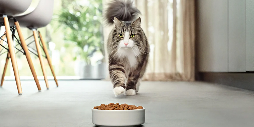 Purina Pro Plan LiveClear Brand Image 2