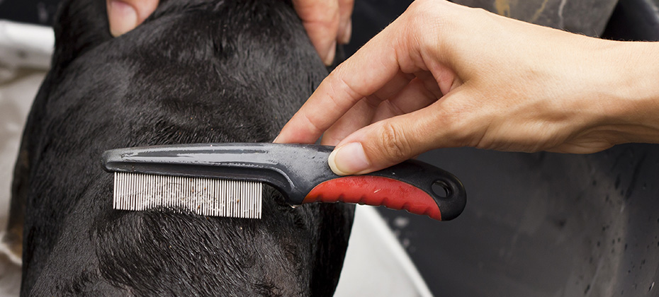 Removing fleas from dog back with comb