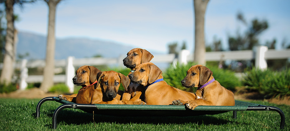 Rhodesian Ridgeback puppies lying on elevated dog bed