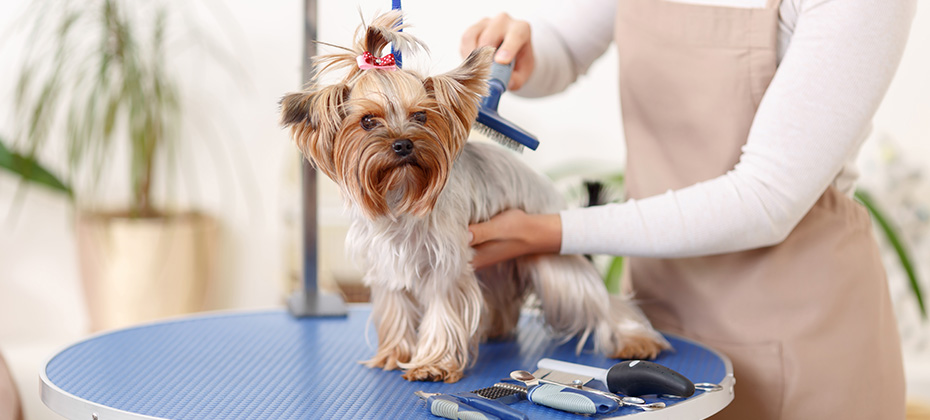 Small Yorkshire terrier sits on the table while being brushed by a professional