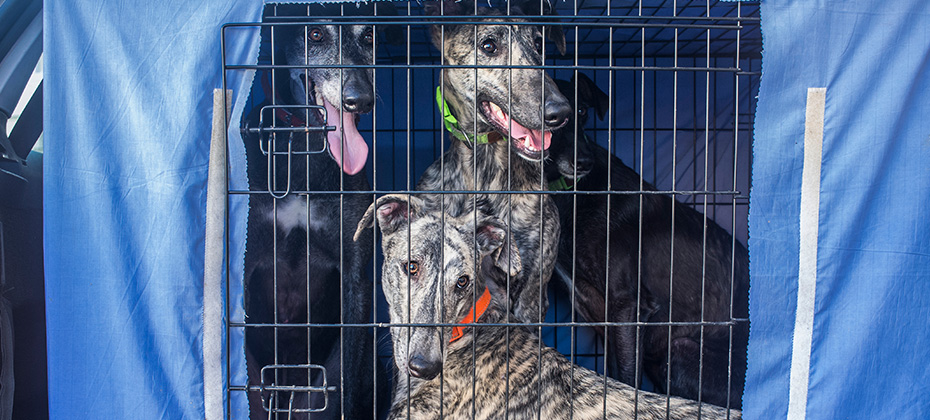 Spanish greyhound at car dog crate looking out