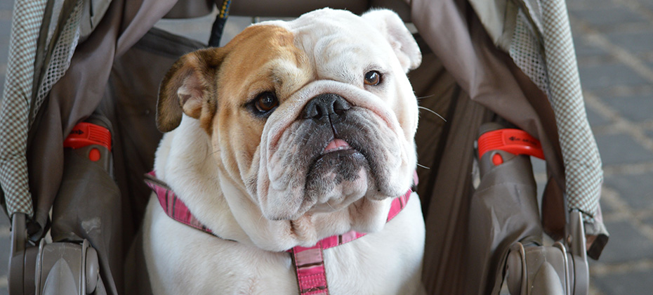 Spoiled Bulldog riding in a baby stroller.