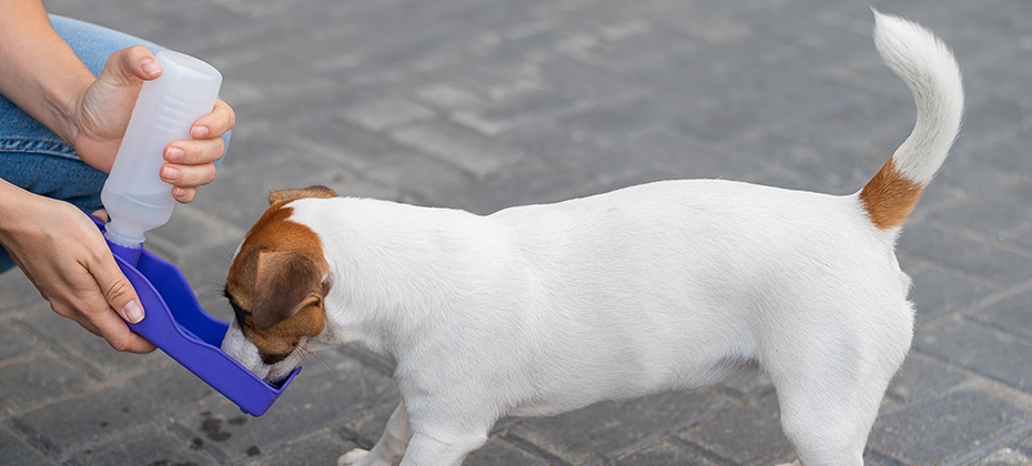 The dog drinks from a portable pet water bottle while walking with the owner