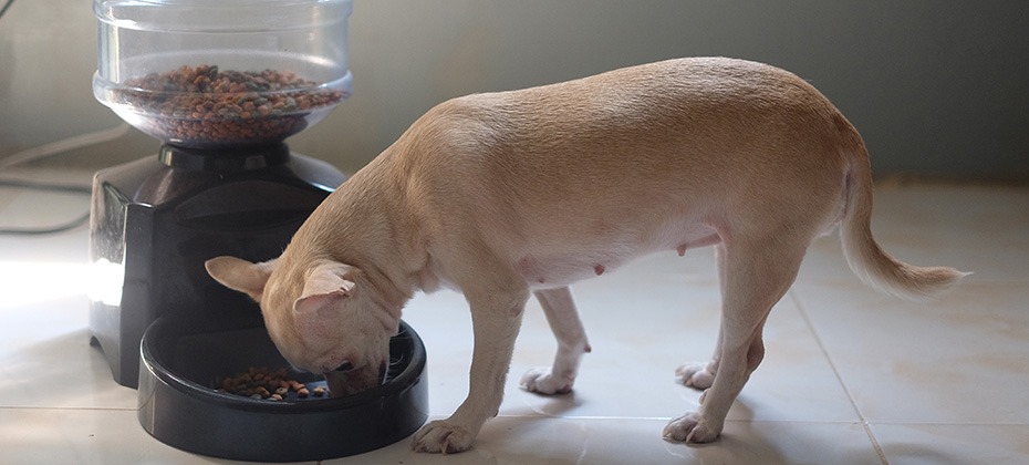 The dog is eating food with automatic feeder
