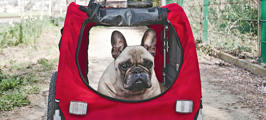 The dog is sitting in a pet stroller