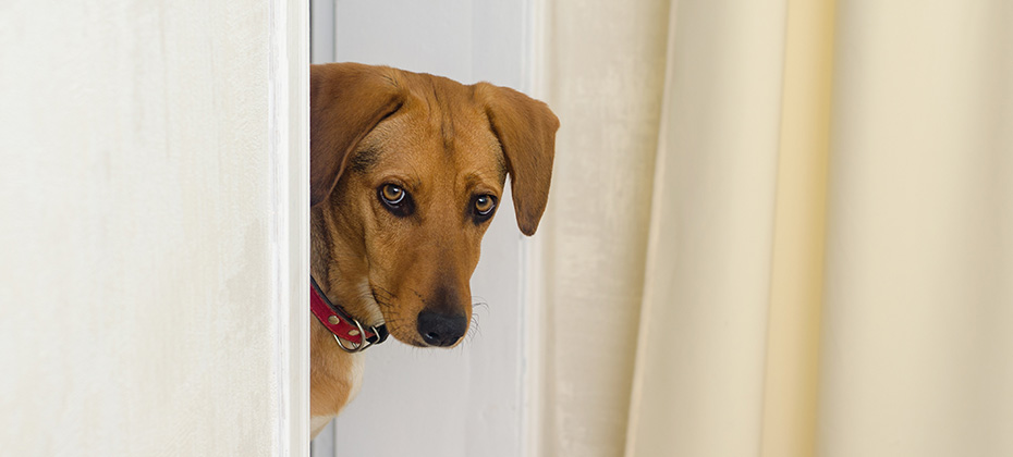 The dog is standing on the threshold in the doorway and looks into the room