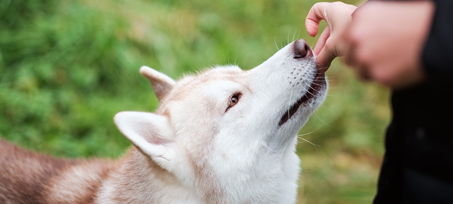 The owner gives his dog food for doing a command