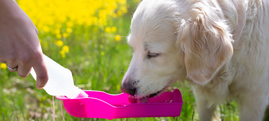 Thirsty dog drinking water from plastic bottle in owner hands close up