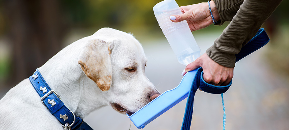 Thirsty dog drinking water from the plastic bottle in owner hands