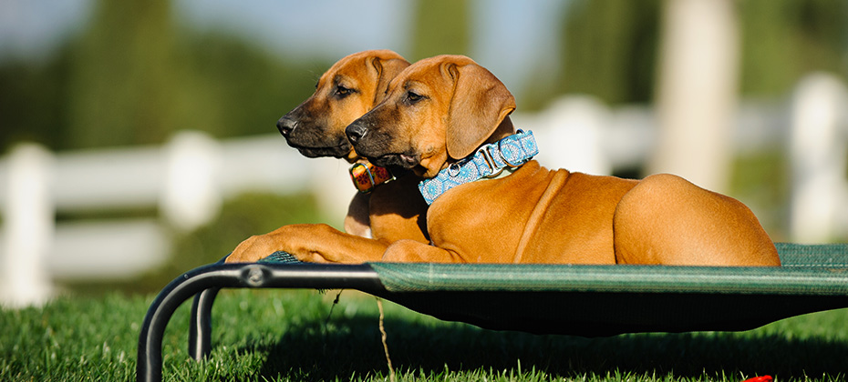 Two Rhodesian Ridgeback puppies lying on raised bed in yard