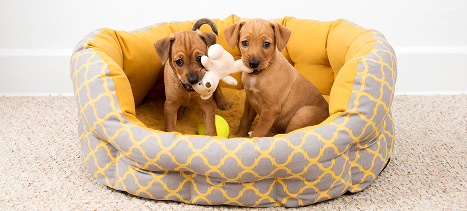 Two Very Young Dachshund and Hound mix Puppies Playing in Bed