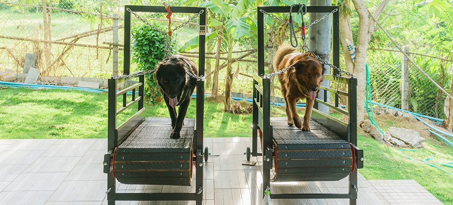 Two crossbreeding dogs walking on treadmill