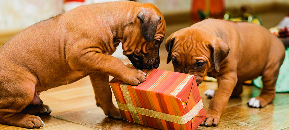 Two cute rhodesian ridgeback puppies opening christmas gifts