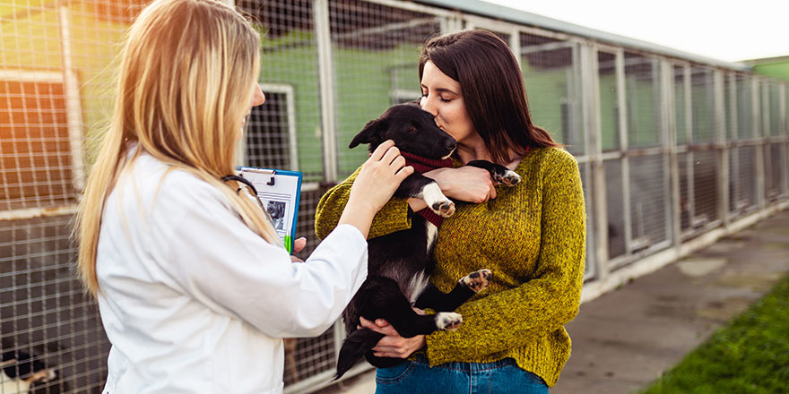 Veterinarian at animal shelter checking health of dogs