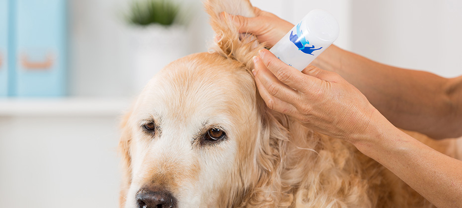 Veterinarian performing cleaning hearing a dog Golden Retriever