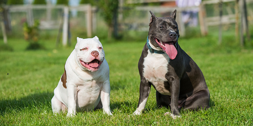 White American Bully and blue American Staffordshire Terrier dogs sit on green grass.