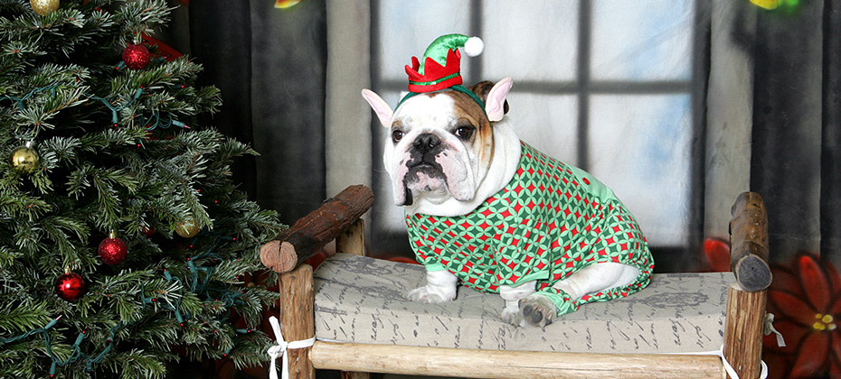 White bulldog dressed as an elf