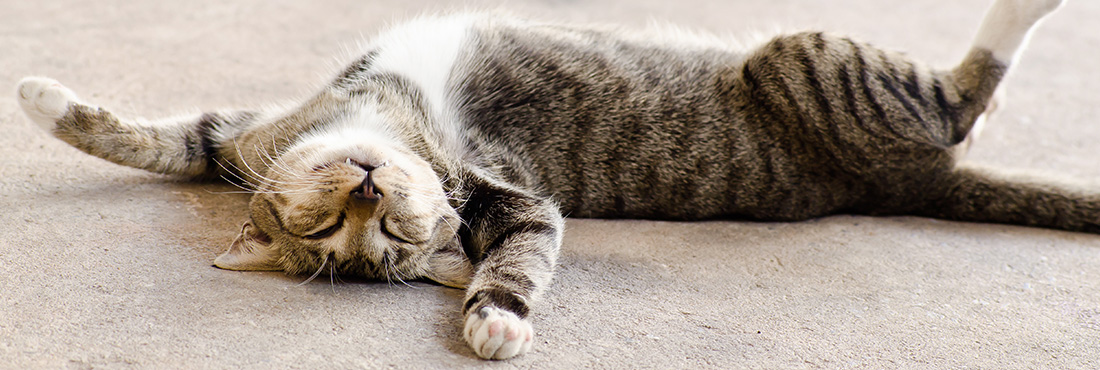 Why-Do-Cats-Sleep-So-Much-The-Explanation-Behind-Your-Napping-Feline-Friend