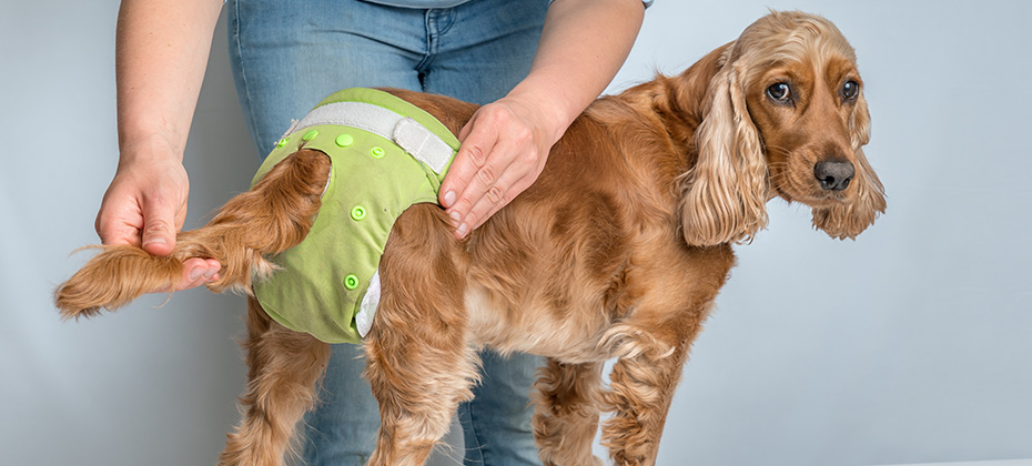 Woman changing diaper of her dog